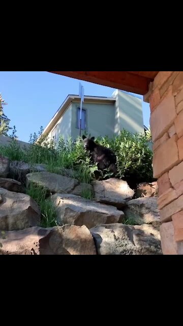 Crazy close bear encounter right outside Colorado home