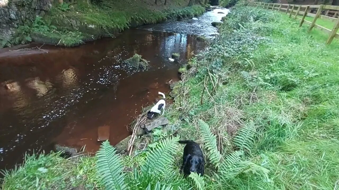 Springadors Fetching Off Water