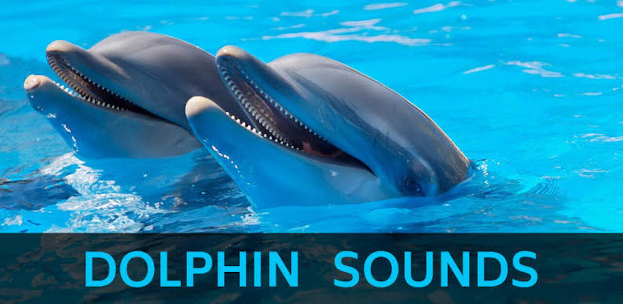 Dolphin Sounds