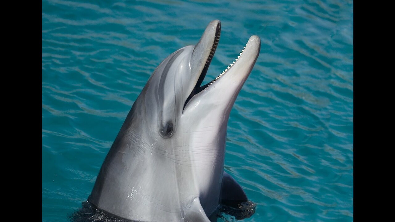 Funny dolphin