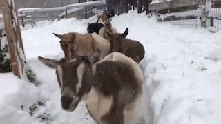 Caprette escono nella neve per fare colazione