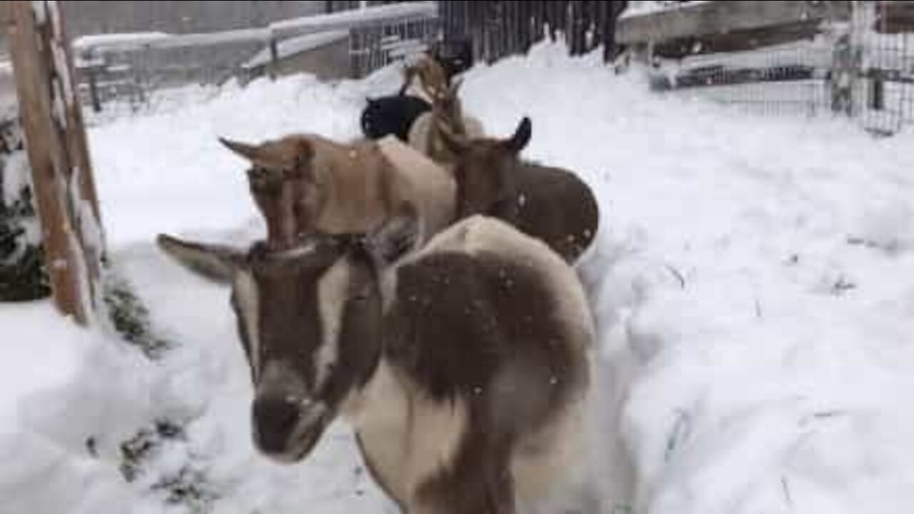 Caprette escono nella neve per fare colazione