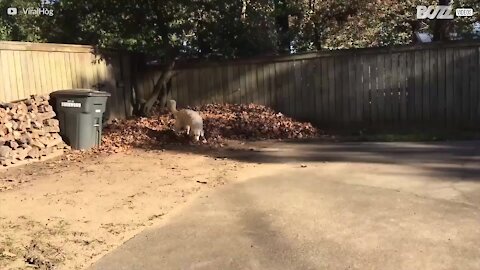 Cagnolina si diverte tanto con le foglie