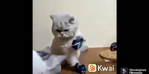 The boxing cat goes crazy