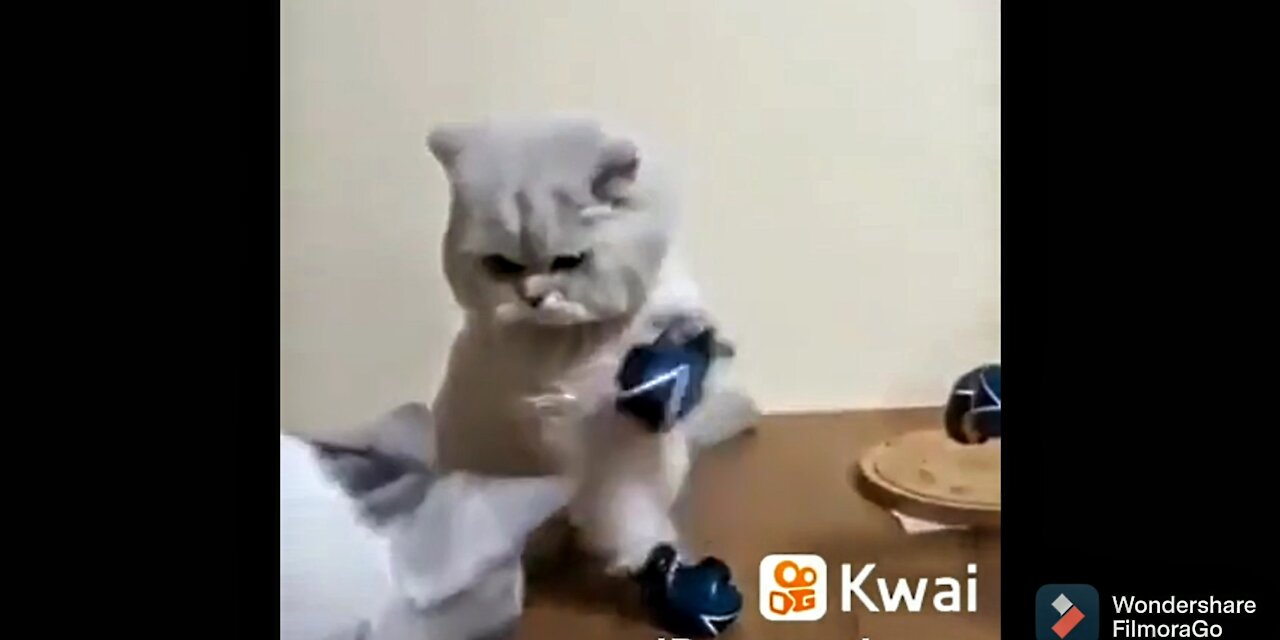 The boxing cat goes crazy