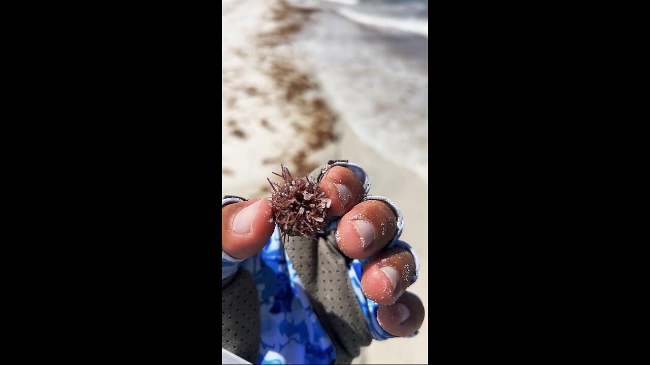 Livestream Highlight | Baby Sea Urchin!