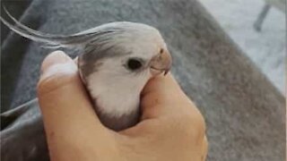 Cockatiel loves playing hide-and-seek with owner