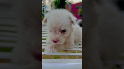 WHY.ARE.YOU.SO.CUTE??? #Puppy #Dogs #Shorts #Puppyvideo #Shortvideo #dog #doglover #cutedog #puppylo
