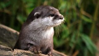 A whole otter love