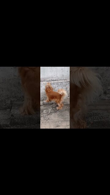 #dogshow, #amimals, #dogs, #shorts