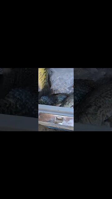 I just caught a huge crappie folks