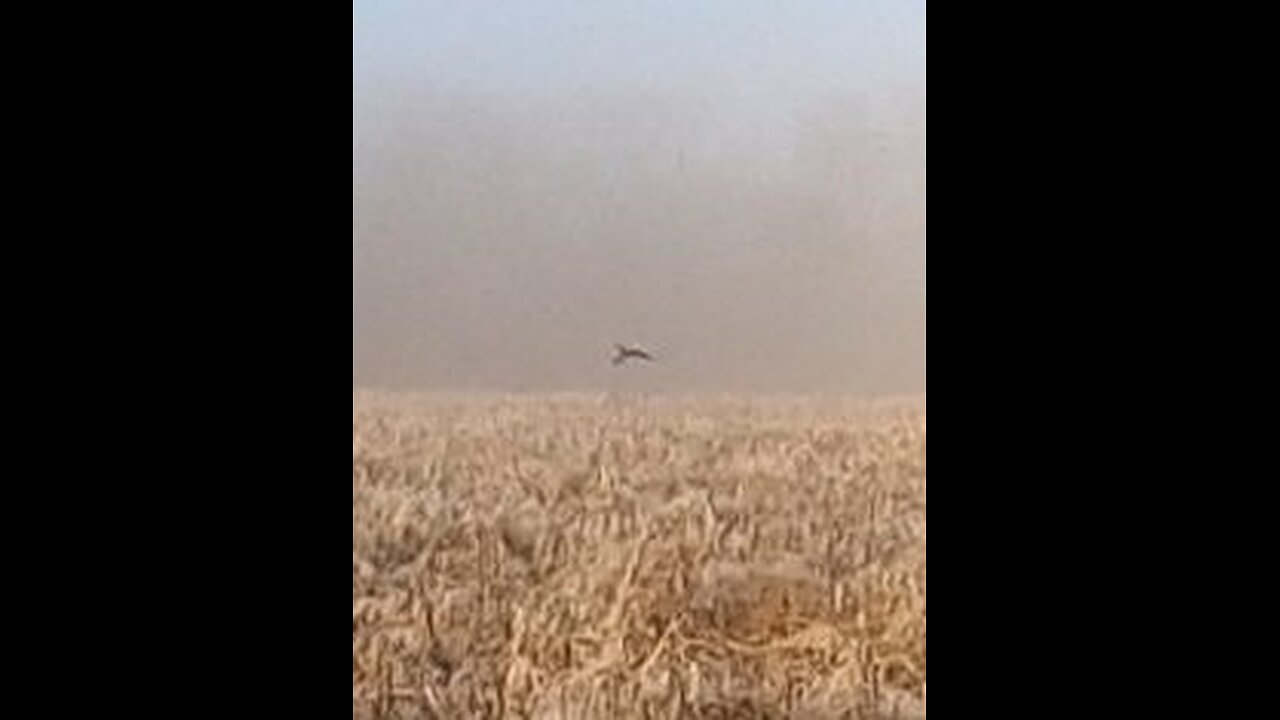 Rooster in the Mist