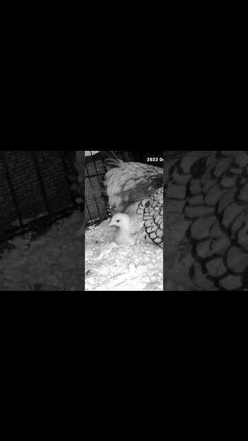 Checking on Chicks abandoned by mother are put in with another hen and her chicks