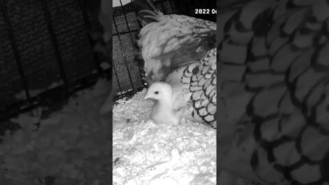 Checking on Chicks abandoned by mother are put in with another hen and her chicks