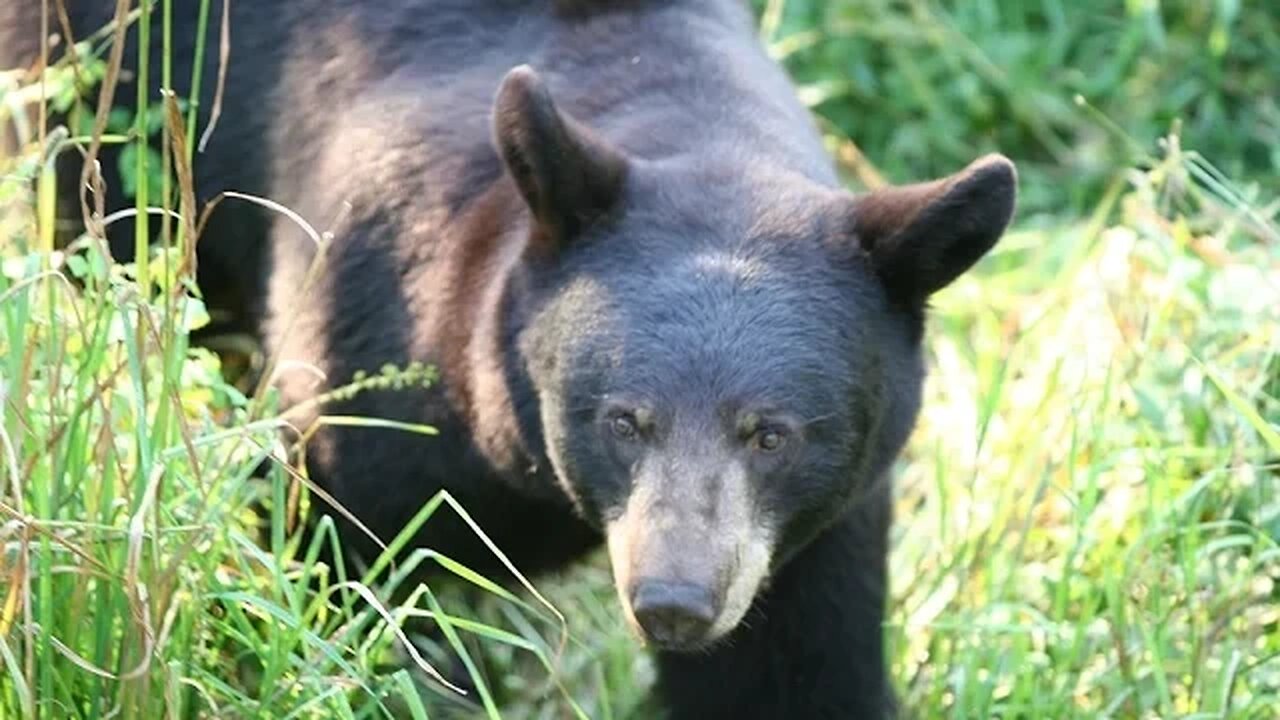 Do bears have poor eyesight?