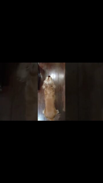 dogshow golden, shorts