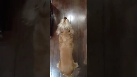 dogshow golden, shorts
