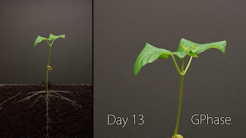 Bean Time-Lapse 25 days | Soil cross section