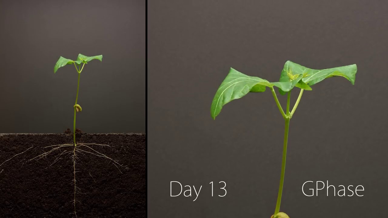 Bean Time-Lapse 25 days | Soil cross section