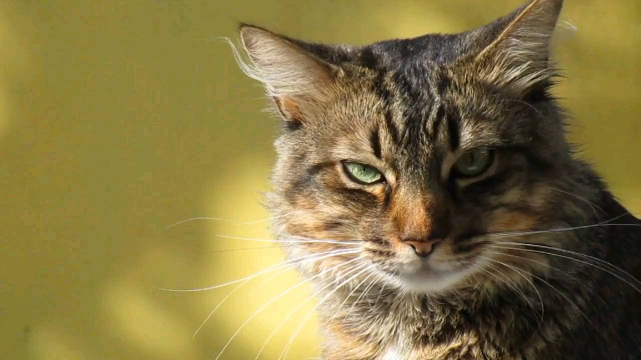 Cat 🎃🎃