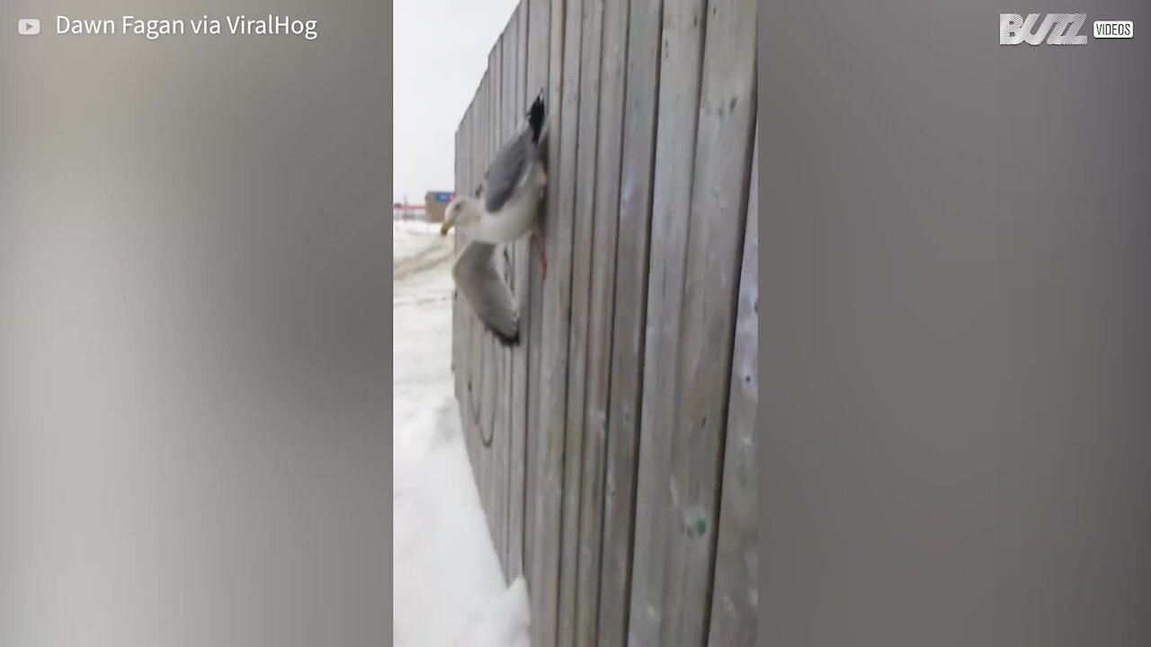 Cette mouette est coincée dans une clôture en bois