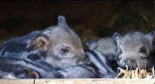 Porquinho bebé quase é esmagado pela mãe