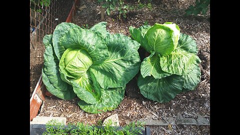 Cabbage Harvest 7/3/24