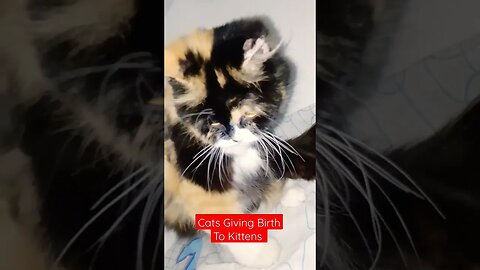 My cute cat Giving Birth to Kittens ##cats #giving #birth #kittens #persian #cats