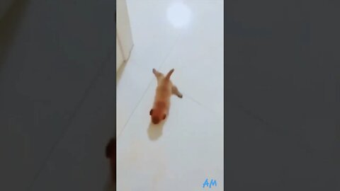 Have you ever seen???😅🤭| Funny vedio 🤣😂 | Comedy Animals fun vedio| #shorts #ytshorts #reels