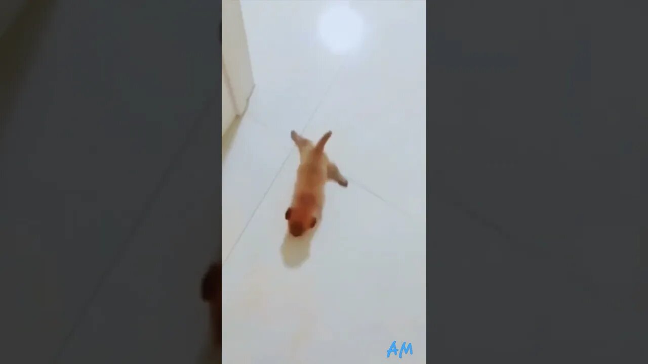 Have you ever seen???😅🤭| Funny vedio 🤣😂 | Comedy Animals fun vedio| #shorts #ytshorts #reels
