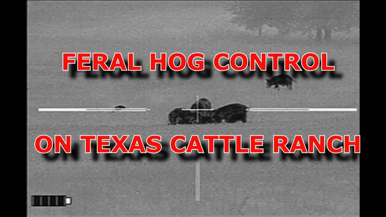 Feral Hog control on Texas Cattle ranch.