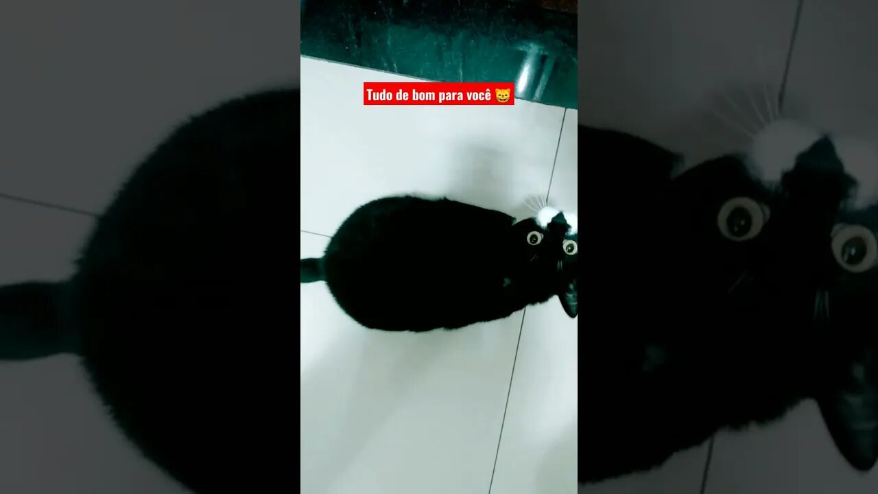 Gato Bartolomeu Tunico pula pula. Gato pulando 😸😸