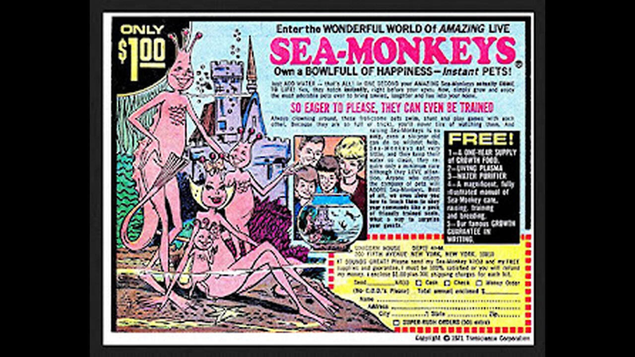 Here’s What Happened To Our Sea Monkeys