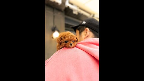 Tips for new puppy owners