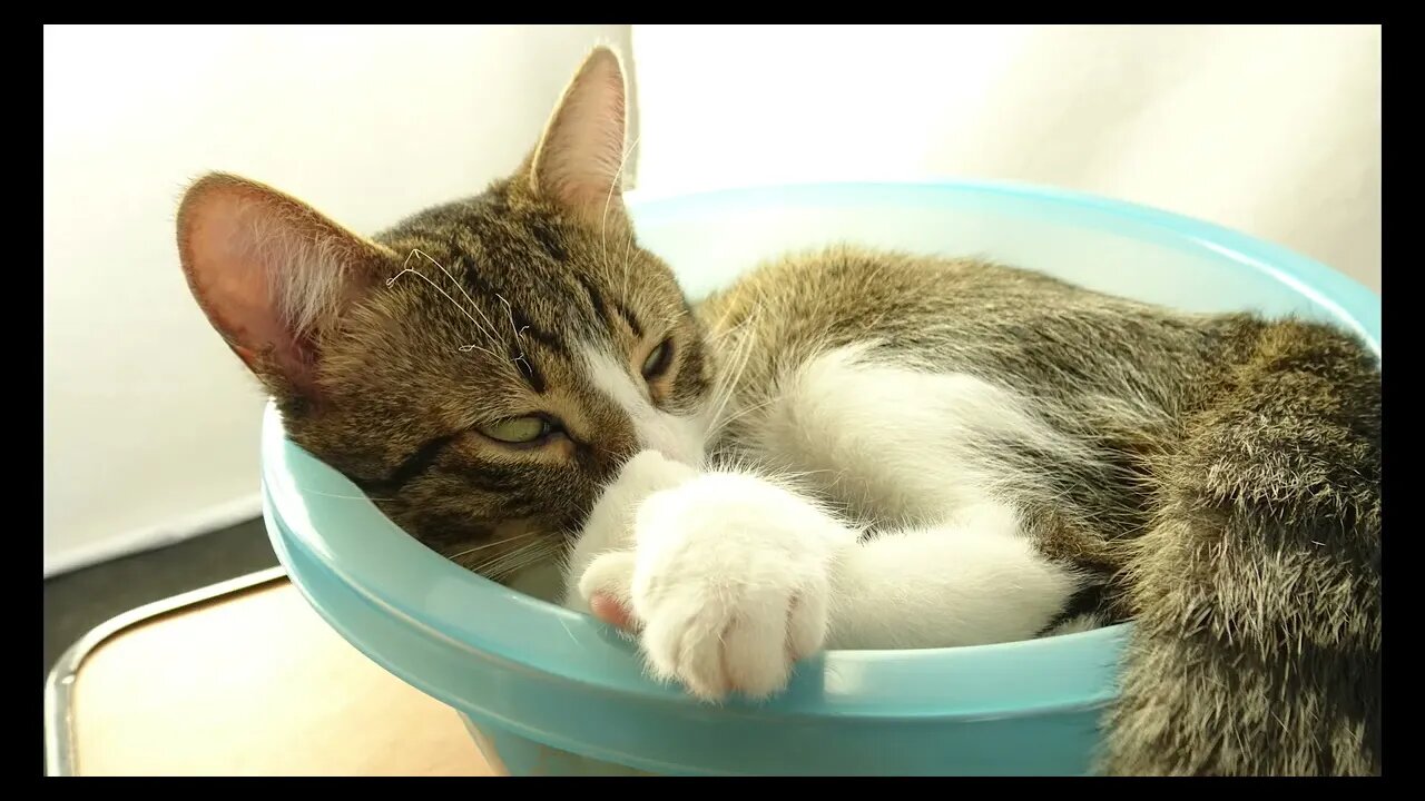 Cat Photography
