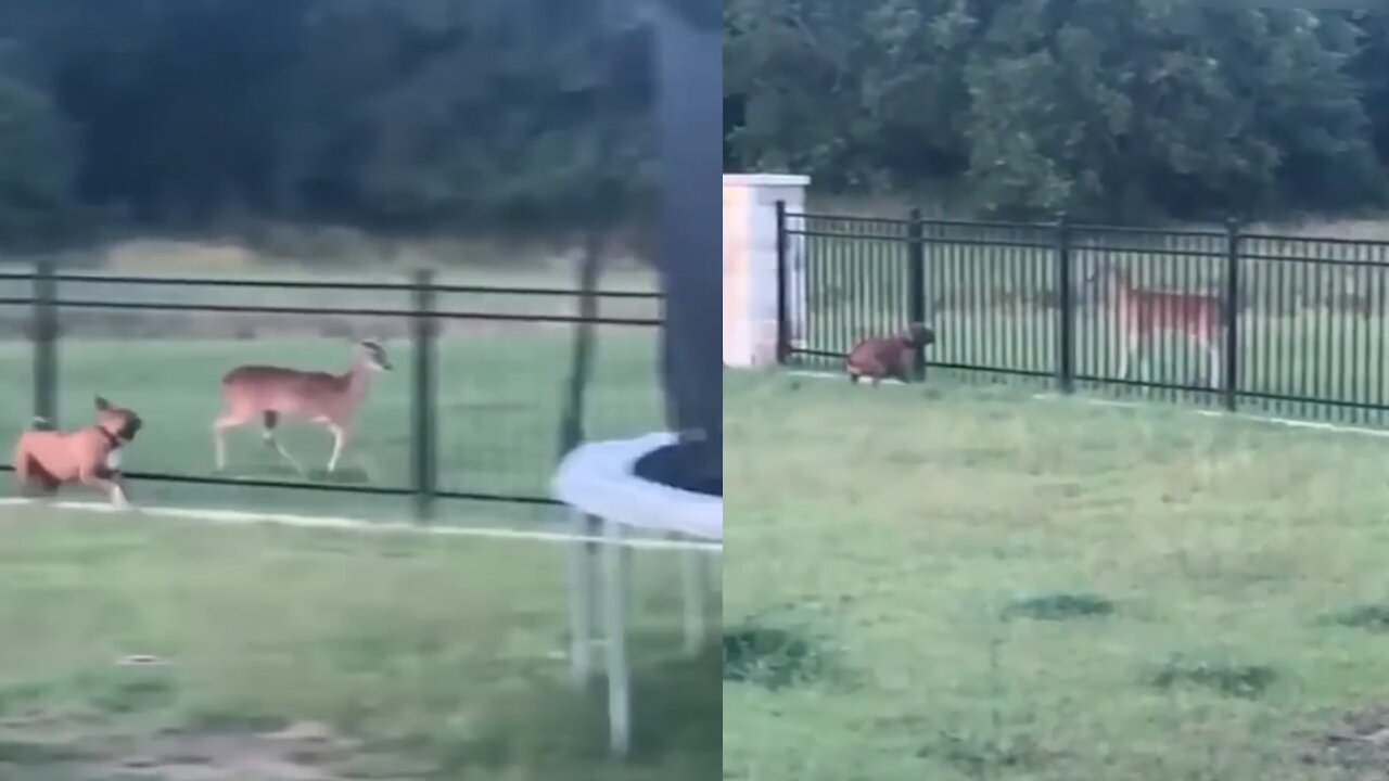 A deer playing with a dog