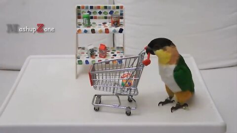 FUNNIEST PARROTS - Cute Parrot And Funny Parrot Videos Compilation [BEST OF]