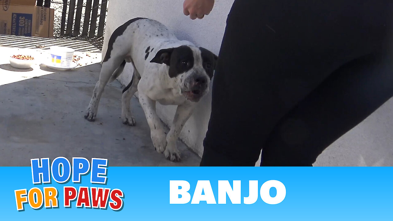 An injured Pit Bull gets scared of rescuers, but a cheeseburger changed his mind.