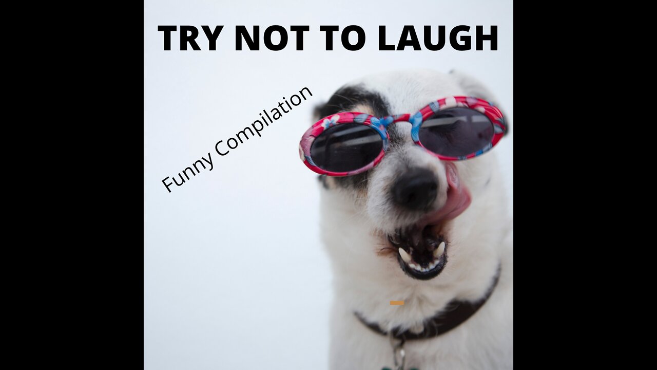 Funny Animal Videos 2022 π - Funniest Dogs And Cats Videos πΊπ #2