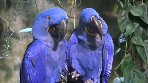 Most Beautiful Macaws on Planet Earth