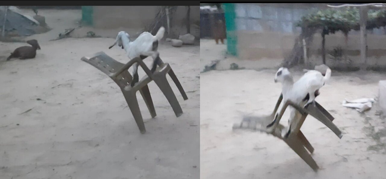 Little Cute Goat Baby High Jumping from Chair And Playing fun