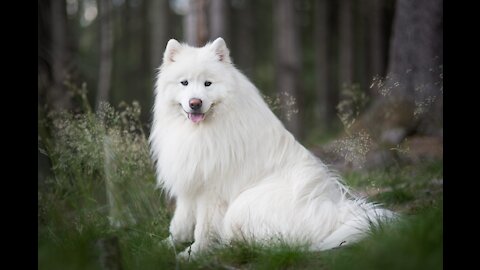 Just A Cute Little Fluffy White Dog