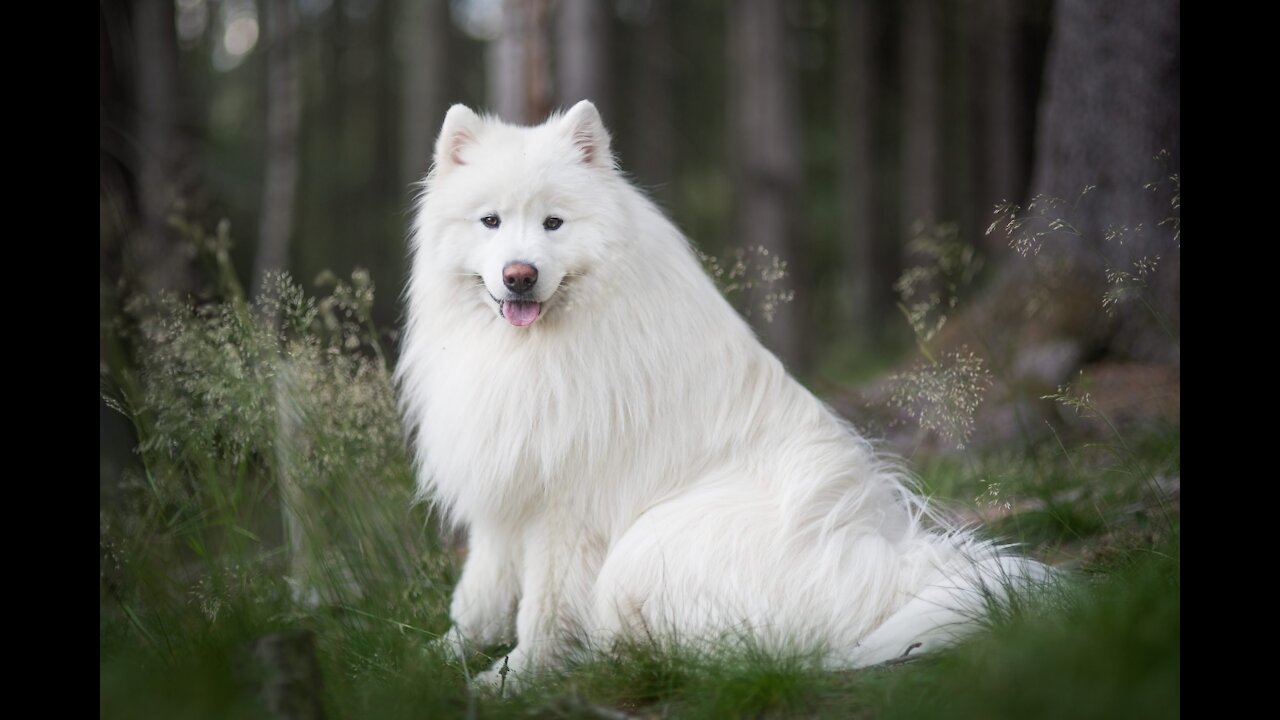Just A Cute Little Fluffy White Dog