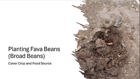 Planting Fava Beans (Broad Beans)