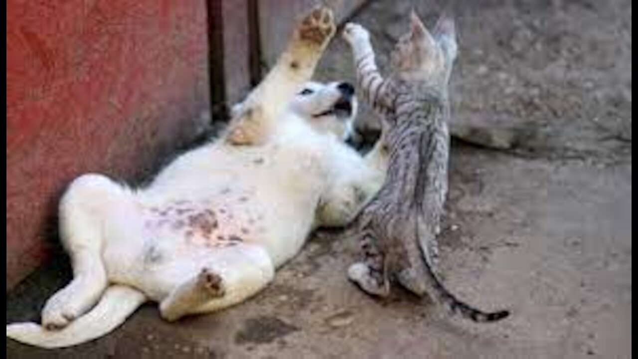 Best Cat And Dog Funny Videos