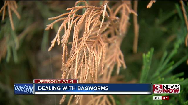 Dealing with bagworms