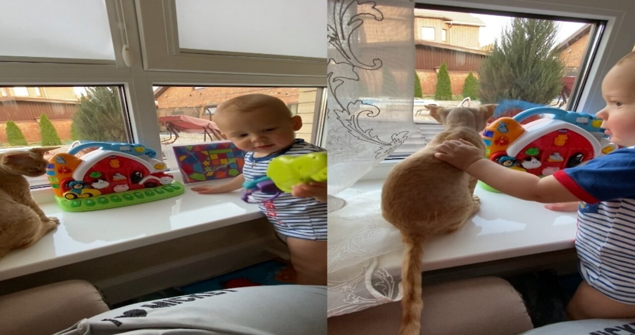 baby and Cat Fun and Cute - Funny Baby Video #cutebaby #funnybaby