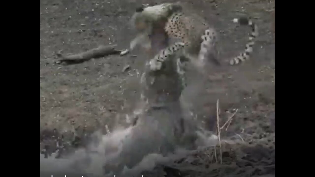 Amazing crocodile attack chasing a cheetah