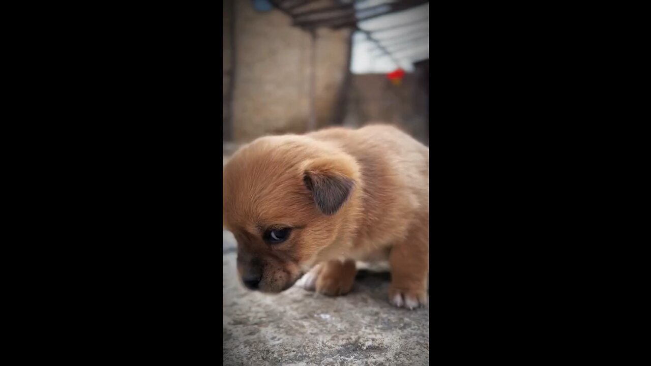 The most adorable puppy EVER!