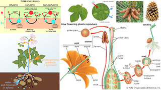 Plant Diversity: Flowering Plants, Gymnosperms, Bryophytes, Pollination